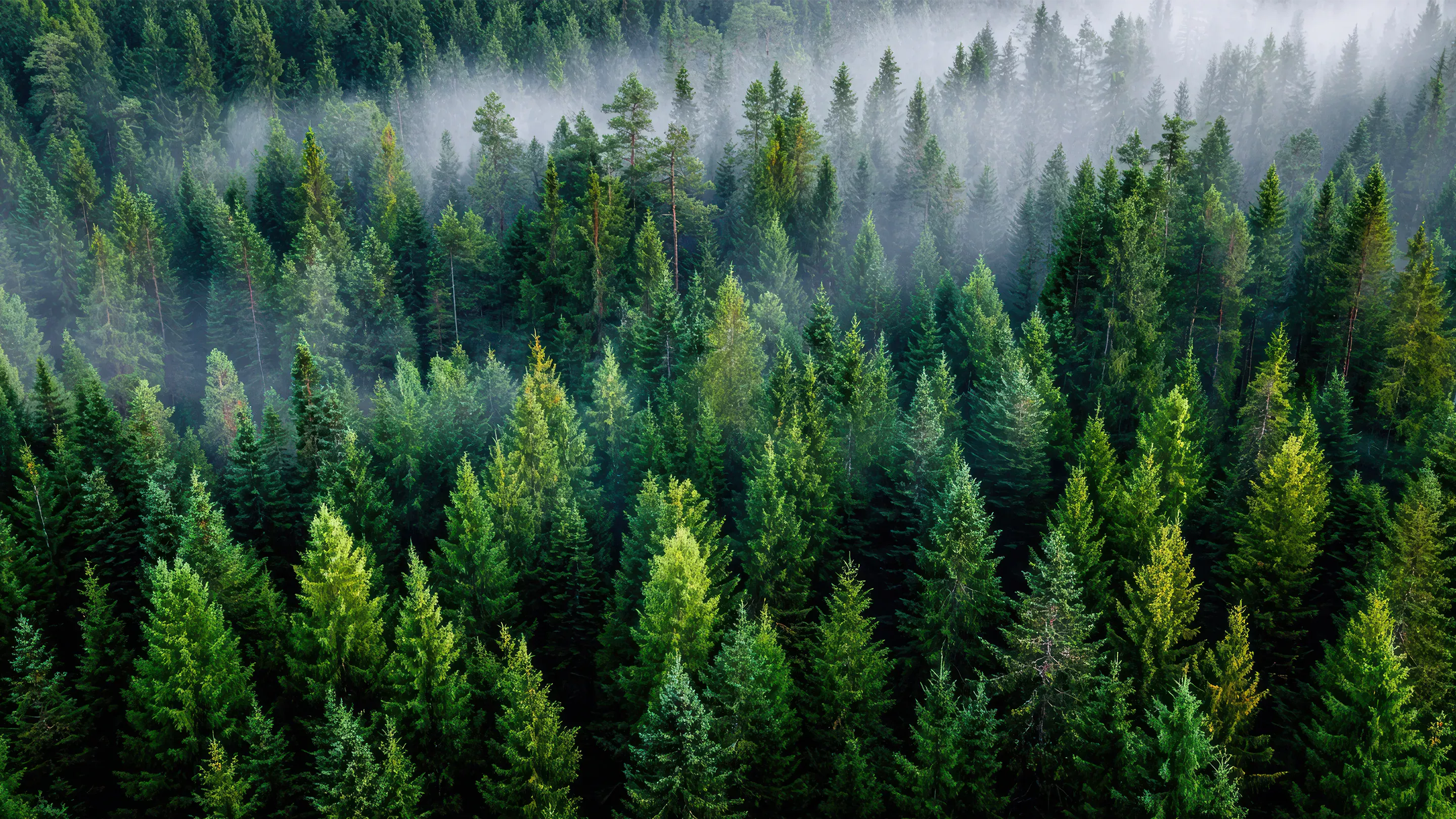 Langlebige Lösungen aus Holz